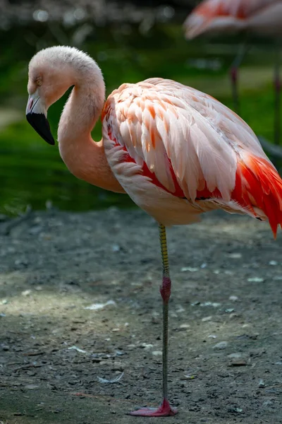 Big pink framingo bird close up