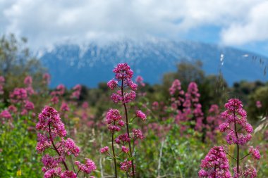 İtalya 'nın Sicilya adasının doğu kıyısında Aktif Stratovolcano Dağı' ndan Flora