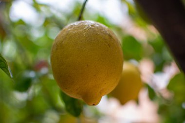 Limon ağacında sallanan olgun sarı limon narenciye meyveleri.