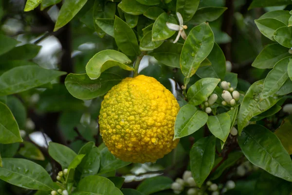 Ingrediente Para Óleos Chá Aroma Bergamota Citrinos Maduros Pendurada Árvore — Fotografia de Stock