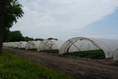 Çilek tarlalarındaki yeşil evler, tarlalarda yetişen çilek bitkileri.