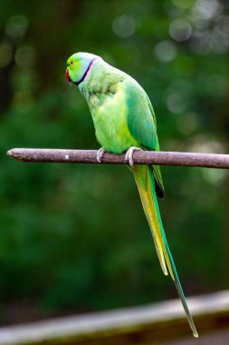 Asya bölgesinde yaşayan yeşil Alexandrine muhabbet kuşu, yakın plan.