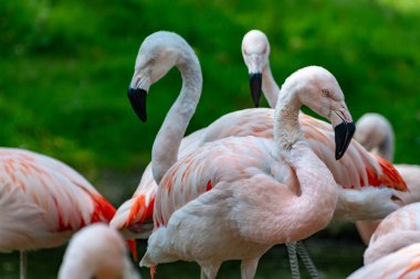 Birçok pembe framingo kuşu yaklaşıyor.