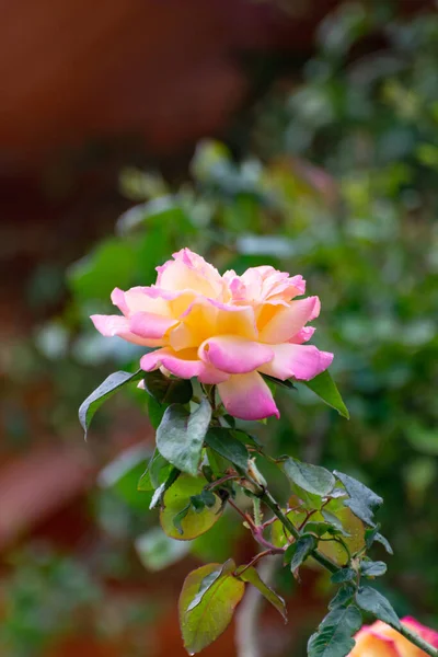 Gran Jardín Rosa Amarillo Rosa Flor Jardín —  Fotos de Stock