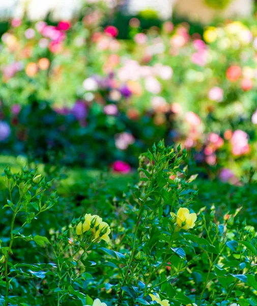 Blüte Bunter Rosengewächse Schlossgarten Der Provence Frankreich Bei Sonnigem Wetter — Stockfoto