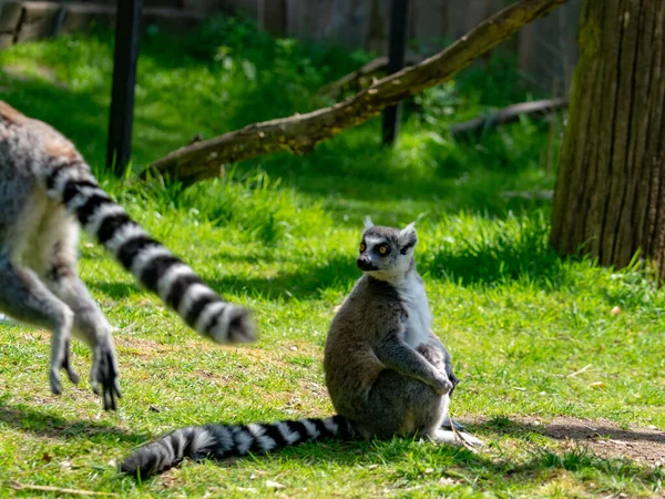 Ring Tailed Lemur Lemur Catta Sedí Zelené Trávě Zoo — Stock fotografie