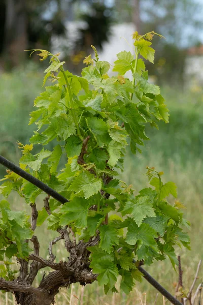 Young Shoots Wine Grape Plants Vineyard Spring Close — Stock Photo, Image