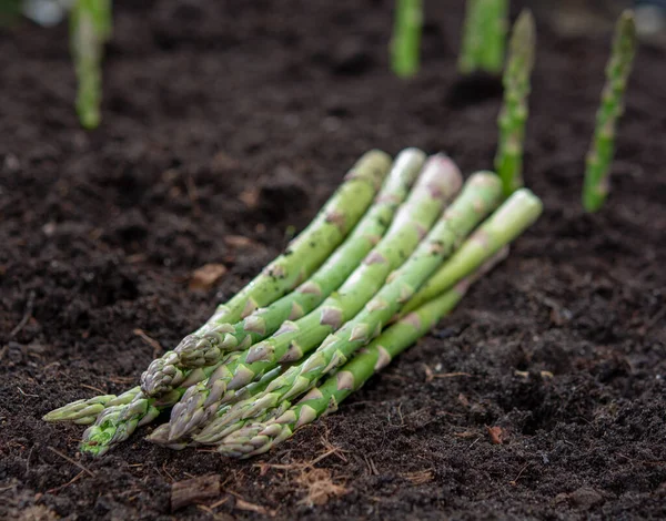 Новий Урожай Зеленого Спаржевого Овоча Навесні Зелена Спаржа Виростає Землі — стокове фото