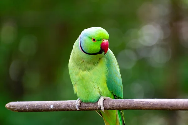 Green Alexandrine Periquito Vivendo Região Asiática Close — Fotografia de Stock