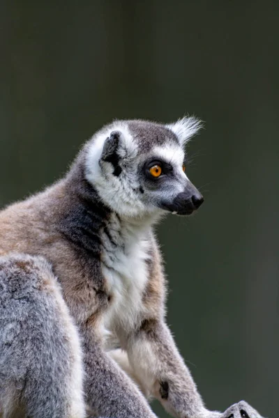 Ringelschwanzmaki Lemurenkatze Sitzend Auf Baum Aus Nächster Nähe — Stockfoto
