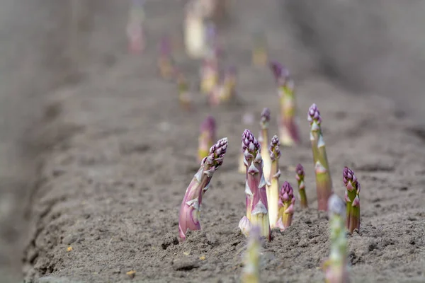 Новий Сезон Жнив Спаржевих Рослинних Полях Білих Пурпурових Спаржа Які — стокове фото