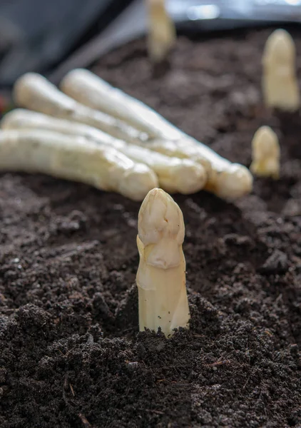 春に白いアスパラガス野菜の新しい収穫 農場の近くの地面から成長したアスパラガスの白い頭 — ストック写真
