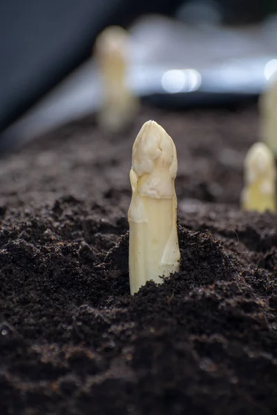 Nuova Stagione Primaverile Asparagi Bianchi Vegetali Sul Campo Pronti Raccolta — Foto Stock