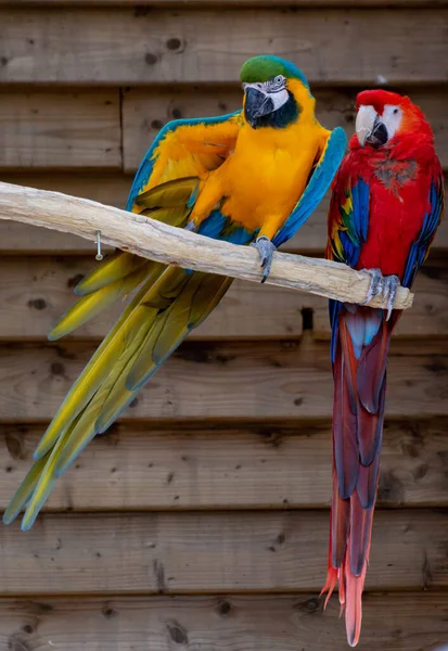 Macaw Kırmızısı Mavi Sarı Papağanlar Uzun Kuyruklu Egzotik Kuşlar Yaklaşır — Stok fotoğraf