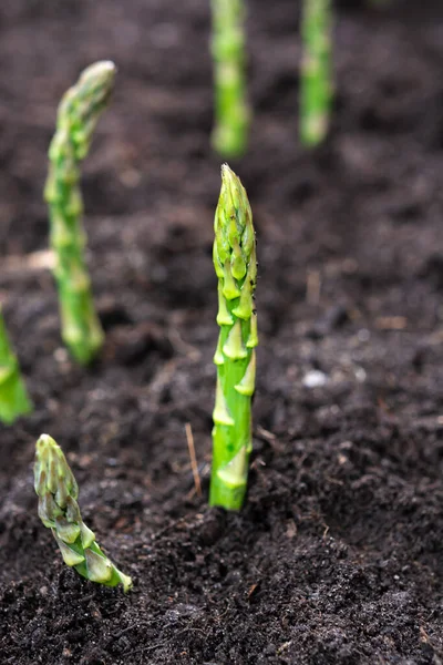 春季新收获的绿色芦笋蔬菜 生长在农场附近的绿色芦笋 — 图库照片