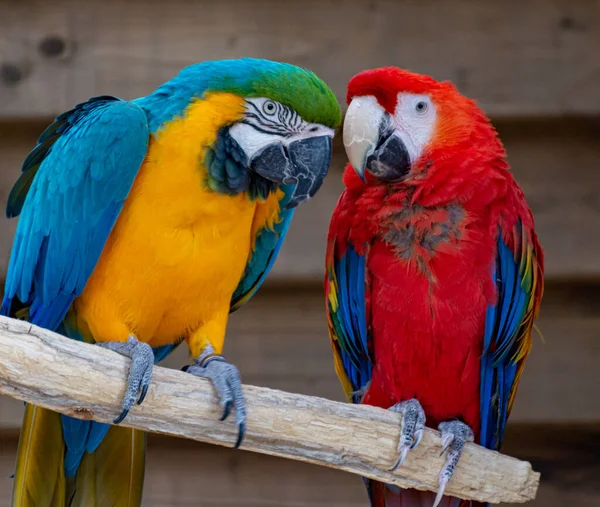 Perroquets Écarlates Bleus Jaunes Oiseaux Exotiques Colorés Longue Queue Près — Photo