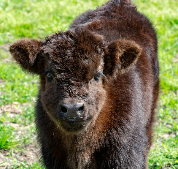 Маленький Теленок Черной Шотландской Коровы Пастбище Зеленой Травой Вблизи — стоковое фото