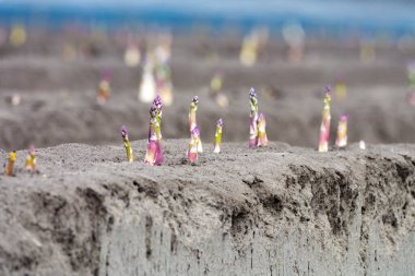 New harvest season on asparagus vegetable fields, white and purple asparagus growing uncovered on farm, agriculture in Netherlands clipart