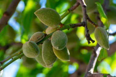 Badem ağacında olgunlaşan taze yeşil badem fıstıkları