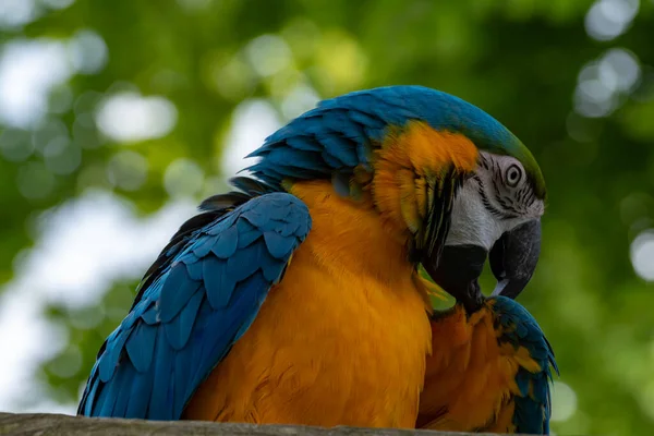 Guacamayo Loro Azul Amarillo Cola Larga Colorido Pájaro Exótico Cerca —  Fotos de Stock