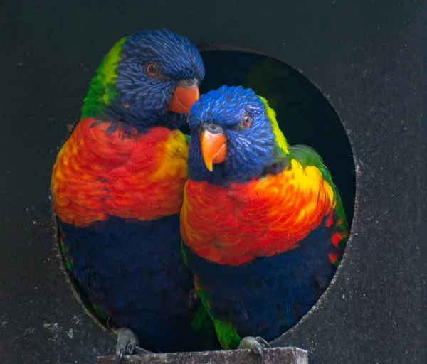 Zwei Blaue Bergloriketen Sitzen Nest Aus Nächster Nähe — Stockfoto