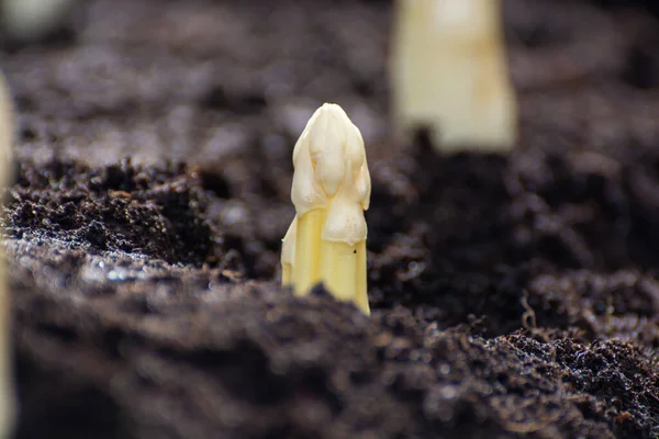 収穫の準備ができているフィールド上の白いアスパラガス野菜の新しい春の季節 農場の近くの地面から成長したアスパラガスの白い頭 — ストック写真