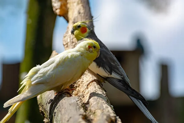 Kakadu Steinbruch Oder Weero Papageien Auf Dich Die Australien Aus — Stockfoto