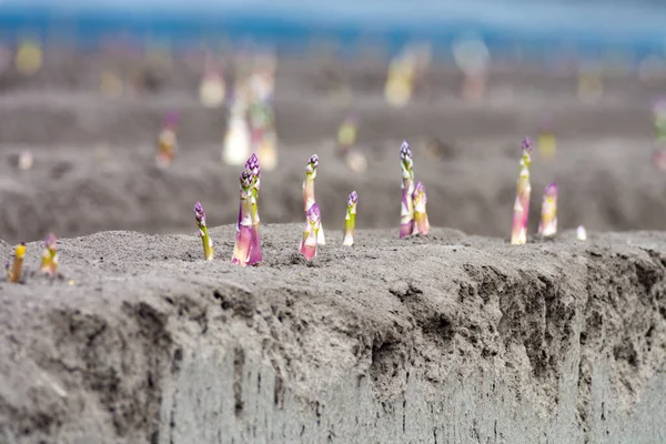 Nuova Stagione Raccolta Campi Asparagi Asparagi Bianchi Viola Che Crescono — Foto Stock