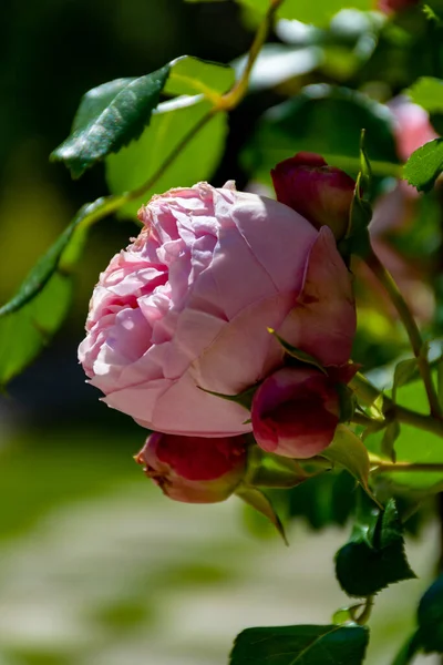 Květiny Růžových Růží Rostou Zámecké Zahradě Provence Francie Slunečného Dne — Stock fotografie