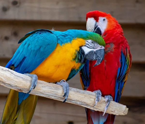 Guacamayo Escarlata Loros Azules Amarillos Cola Larga Coloridas Aves Exóticas —  Fotos de Stock