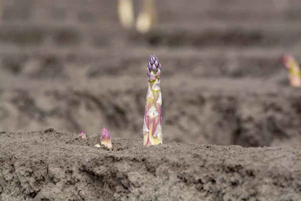 New Harvest Season Asparagus Vegetable Fields White Purple Asparagus Growing — Stock Photo, Image