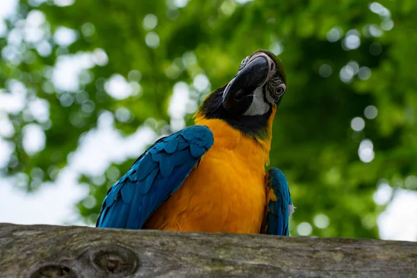 Ara Blau Gelber Papagei Langschwänziger Bunter Exotischer Vogel Aus Nächster — Stockfoto