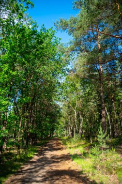 Avrupa 'da yaz tatili merkezi, Kuzey Brabant, Hollanda' da yeşil Kempen ormanı ve çayırlar güneşli bir günde, doğa geçmişi