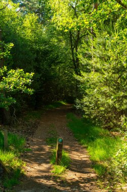 Avrupa 'da yaz tatili merkezi, Kuzey Brabant, Hollanda' da yeşil Kempen ormanı ve çayırlar güneşli bir günde, doğa geçmişi