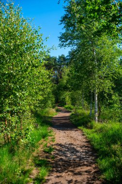 Avrupa 'da yaz tatili merkezi, Kuzey Brabant, Hollanda' da yeşil Kempen ormanı ve çayırlar güneşli bir günde, doğa geçmişi