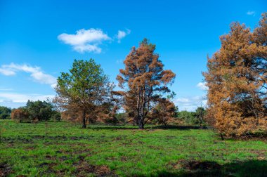 Doğa felaketi, Kuzey Brabant, Hollanda 'da Kempen' de orman yangını, yangın üstüne yangın, siyah toprakta taze yeşil çimenler.