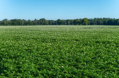 Hollanda 'da tarım, güneşli bir günde patates tarlasında beyaz çiçek.
