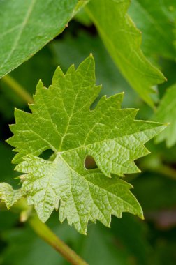Üzüm bağında genç yeşil yapraklar