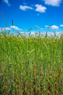 Güneşli bir günde olgunlaşan çavdar tarlaları, doğa arka planı.