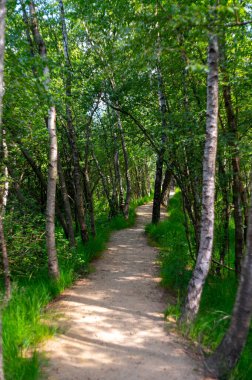 Avrupa 'da yaz tatili merkezi, Kuzey Brabant, Hollanda' da yeşil Kempen ormanı ve çayırlar güneşli bir günde, doğa geçmişi