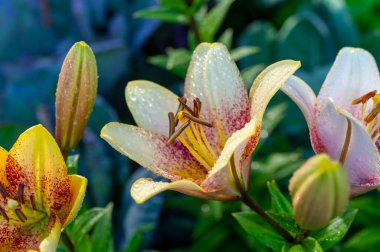 Bahçedeki büyük renkli nilüferlerin sabah çiğ taneleri