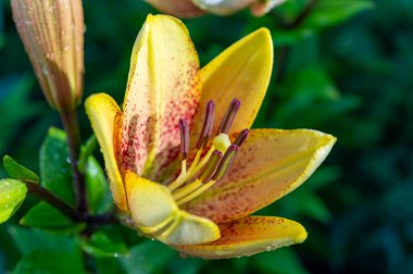 Bahçedeki büyük renkli nilüferlerin sabah çiğ taneleri