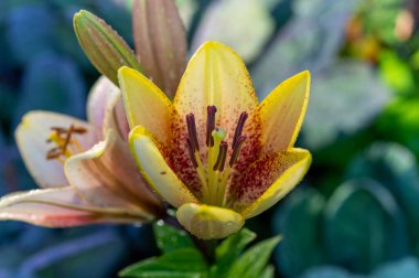 Bahçedeki büyük renkli nilüferlerin sabah çiğ taneleri