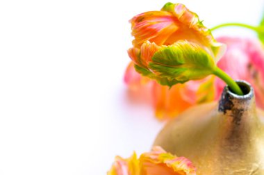 Beyaz arkaplandaki küçük vazoda renkli pembe somon papağan laleleri. Çiçek konsepti.