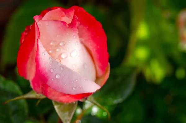 雨水闭合后花园里的粉红玫瑰花 — 图库照片