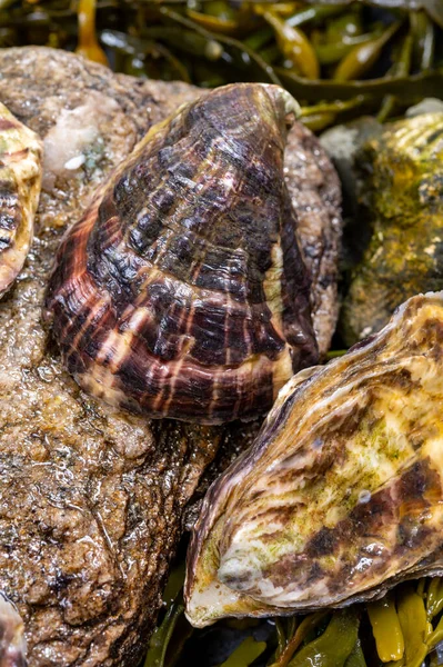新鲜的太平洋牡蛎或日本牡蛎软体动物在石头上 海藻背景紧密相连 — 图库照片