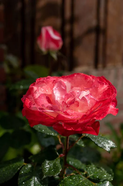 Kwiat Hybrydowej Różowej Róży Ogrodzie Deszczu Zbliżenie — Zdjęcie stockowe