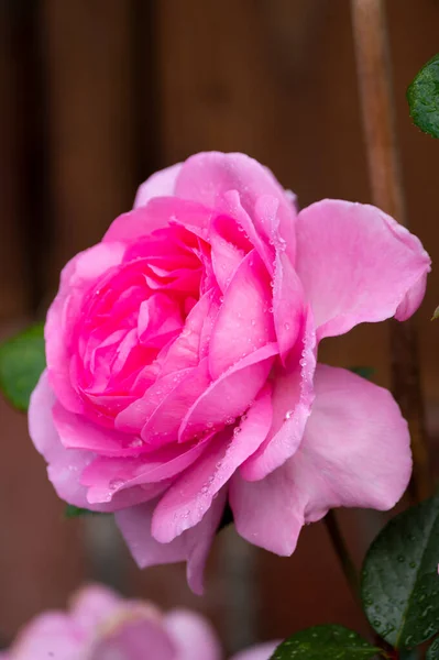 雨水闭合后花园里的粉红玫瑰花 — 图库照片