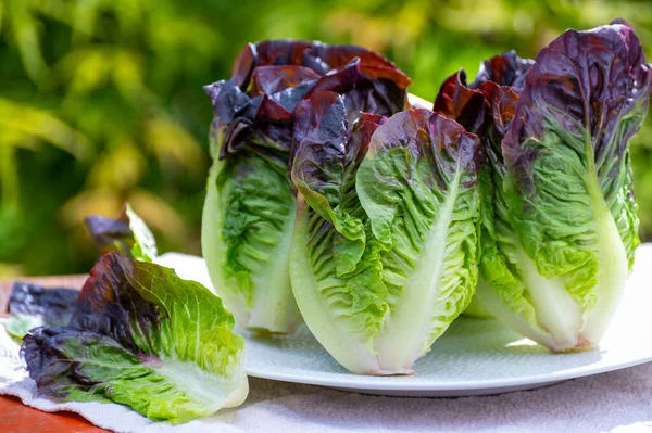 Φρέσκια Συγκομιδή Της Violet Romaine Μαρούλι Cos Νόστιμο Χορτοφαγικό Φαγητό — Φωτογραφία Αρχείου