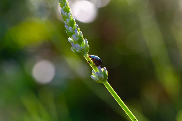 Chrysolina Americana Vagy Rozmaringbogár Által Érintett Levendula Növény Közelről — Stock Fotó